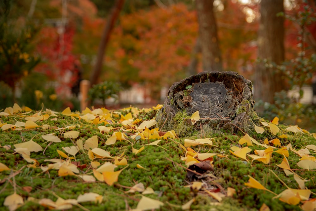 The Sentimental Value of Cremation Diamonds for Pets